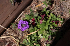Verbena rigida
