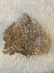 Pemphigus obesinymphae