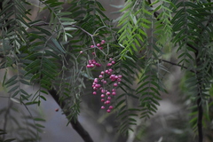 Schinus molle
