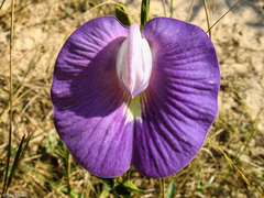Centrosema brasilianum