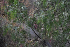 Schinus molle