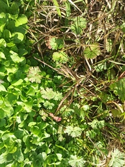 Geranium molle