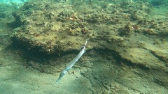 Aulostomus strigosus