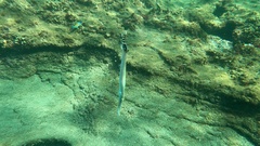 Aulostomus strigosus