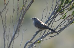Cercotrichas coryphoeus