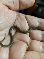 Tropidoclonion lineatum