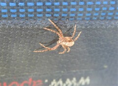 Philodromus aureolus