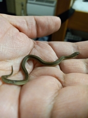 Tropidoclonion lineatum