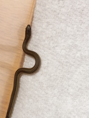 Tropidoclonion lineatum