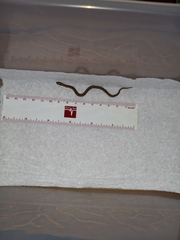 Tropidoclonion lineatum