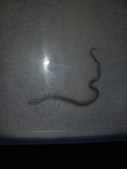 Tropidoclonion lineatum