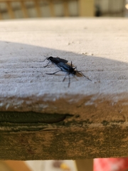 Penthetria heteroptera