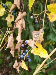 Ampelopsis glandulosa