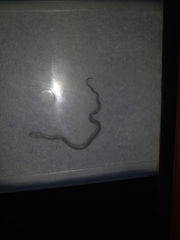 Tropidoclonion lineatum