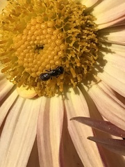 Ceratina