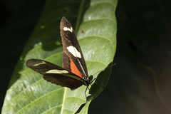 Heliconius ricini