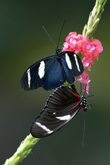 Heliconius wallacei