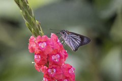 Paracarystus hypargyra