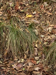 Agrostis perennans