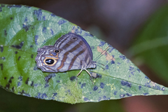 Chloreuptychia chlorimene