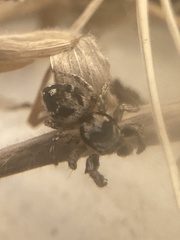 Habronattus coecatus