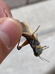 Melanoplus lakinus