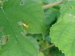 Oxyopes sertatus