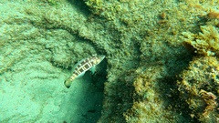 Serranus atricauda