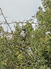 Aphelocoma californica