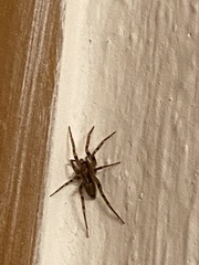 Tegenaria domestica