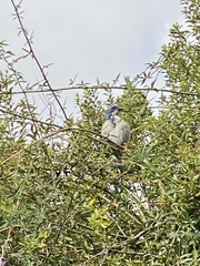 Aphelocoma californica