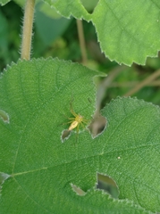 Oxyopes sertatus