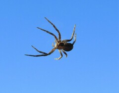 Philodromus aureolus