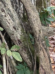 Cryphonectria parasitica