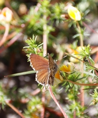 Aspalathus retroflexa retroflexa