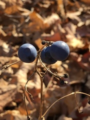 Caulophyllum thalictroides