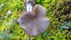 Entoloma sericeum