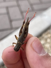 Melanoplus lakinus