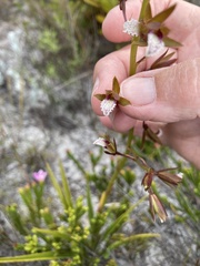 Eulophia lamellata