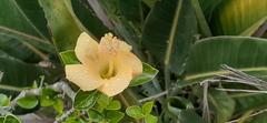 Hibiscus rosa-sinensis