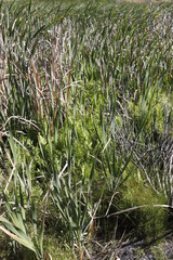 Thelypteris confluens