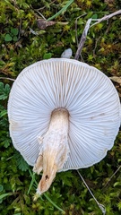 Lepiota erminea