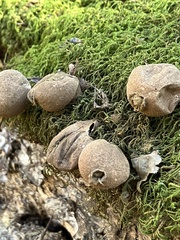 Apioperdon