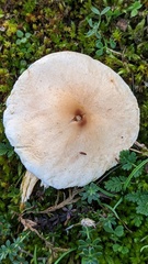 Lepiota erminea