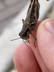 Melanoplus lakinus