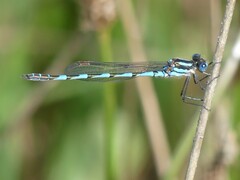 Austrolestes annulosus