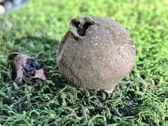 Apioperdon