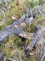 Eulophia bolusii