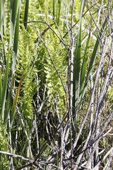 Thelypteris confluens