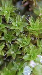 Syntrichia calcicola